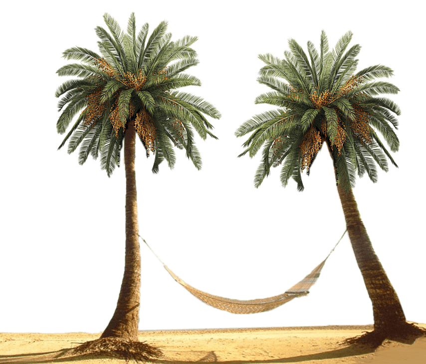 Hammock Between Palm Trees
