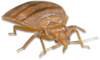 Light Brown Bed Bug