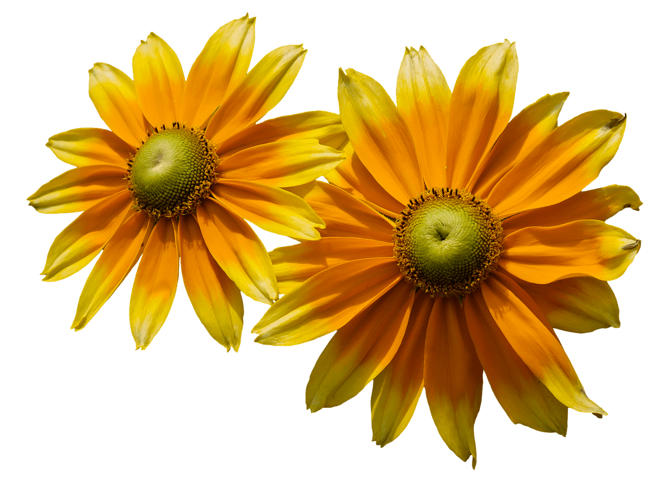 Two Sunflowers