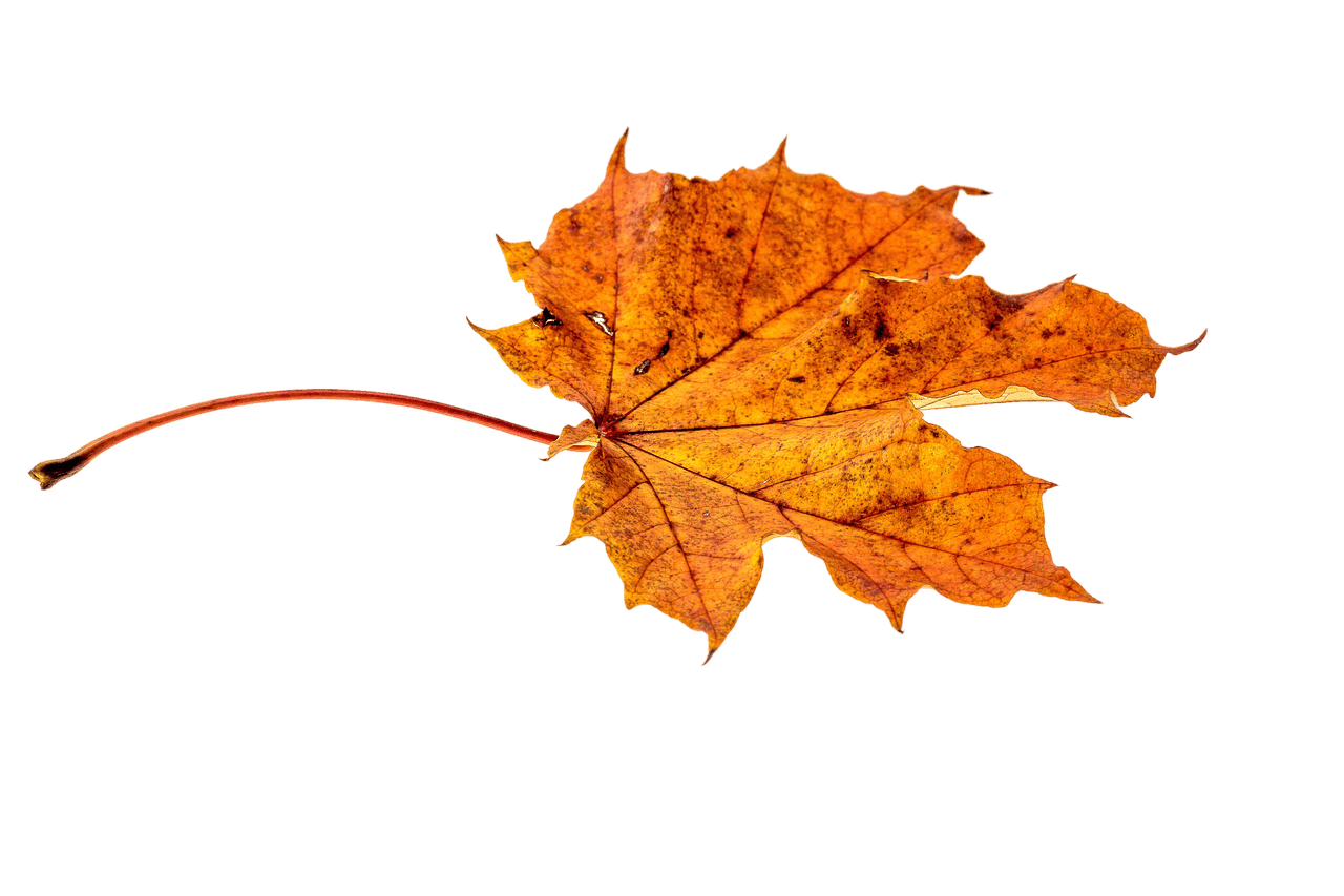 Autumn Brown Leaf