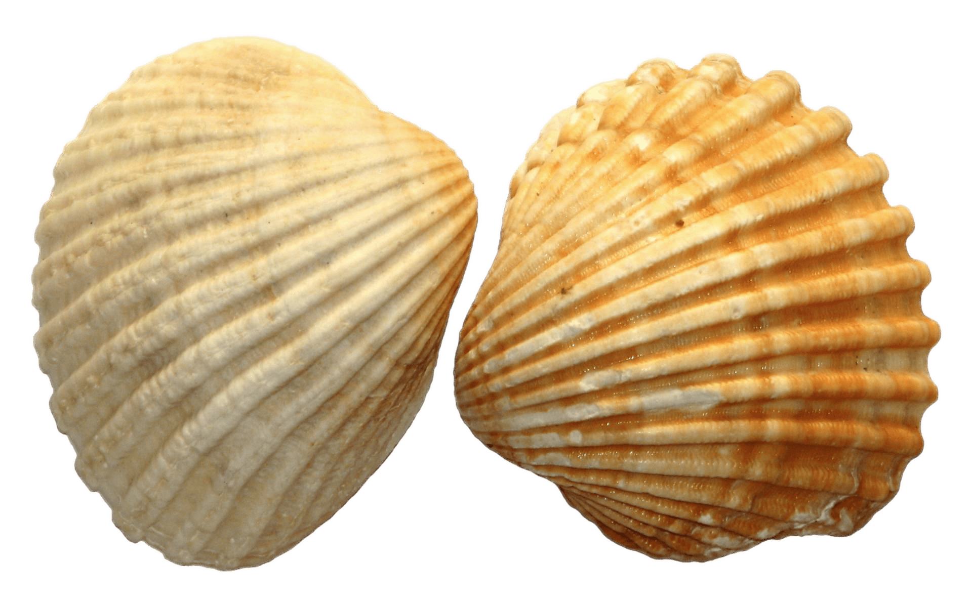 Sea Shell Duo
