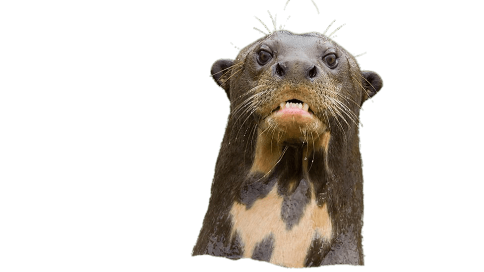 Angry Giant River Otter
