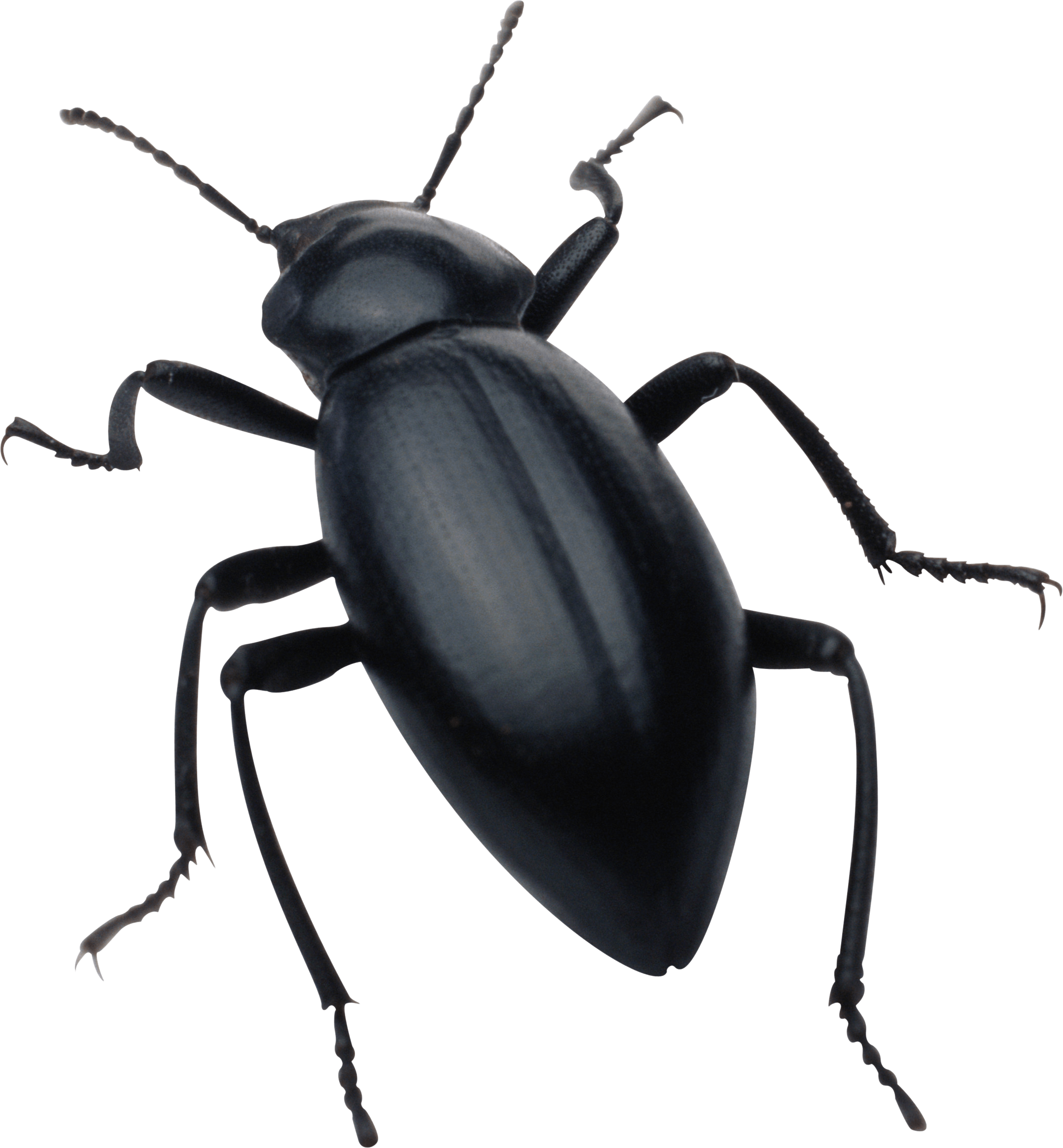 Black Bug
