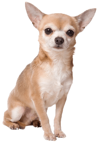 Chihuahua Sitting