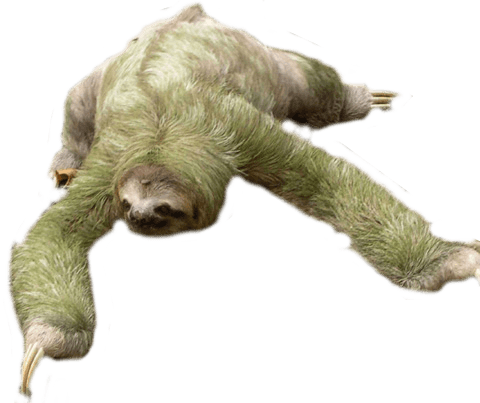 Sloth Looking Down
