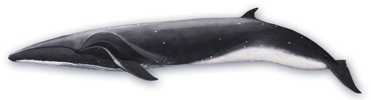 Sei Whale Side View