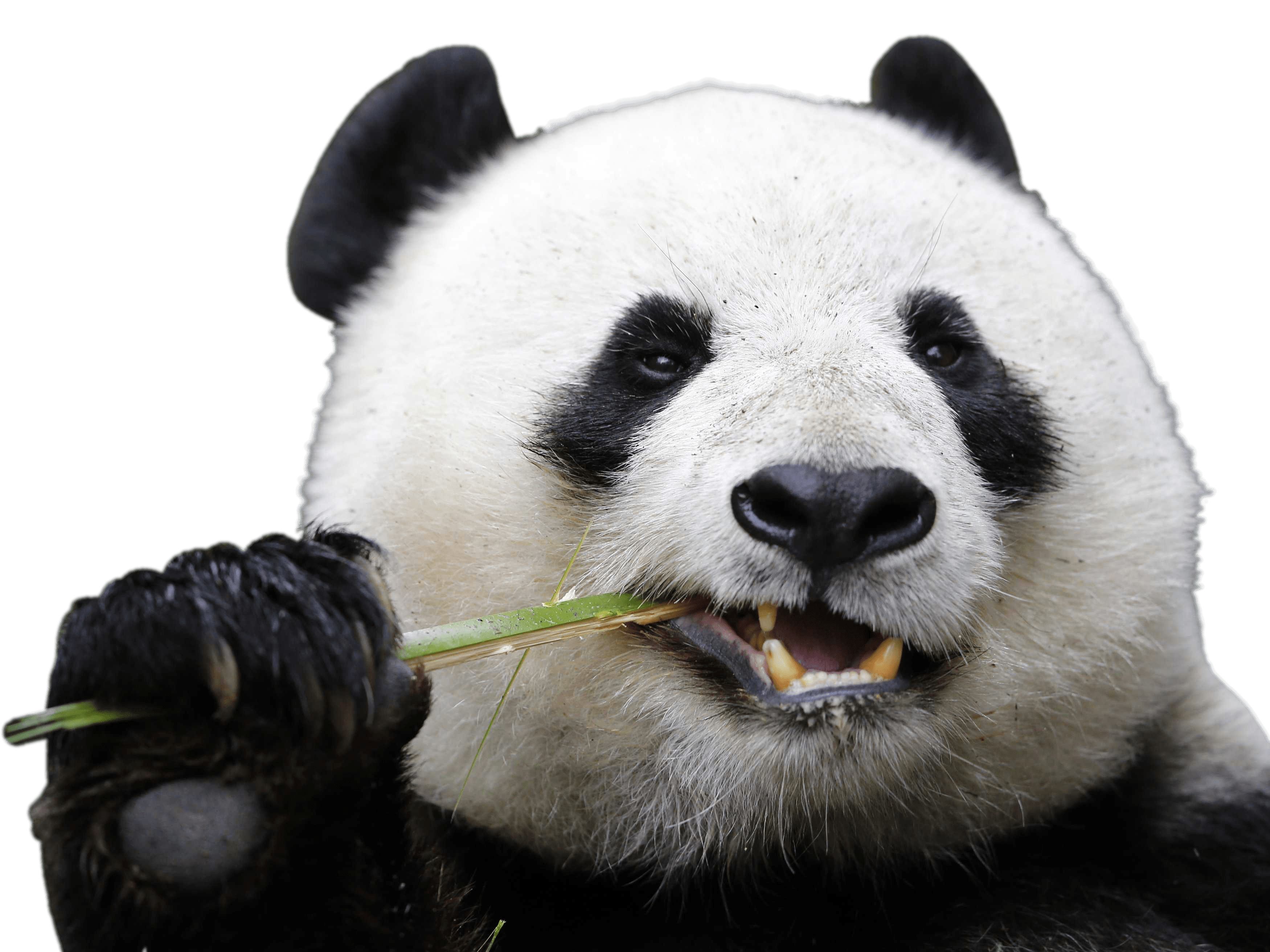 Eating Panda