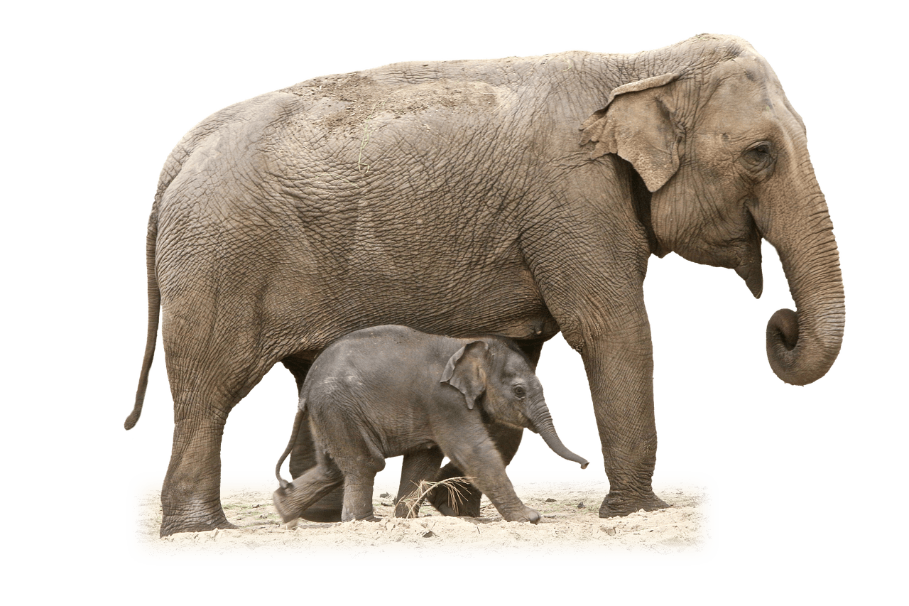 Elephant Mother and Calf