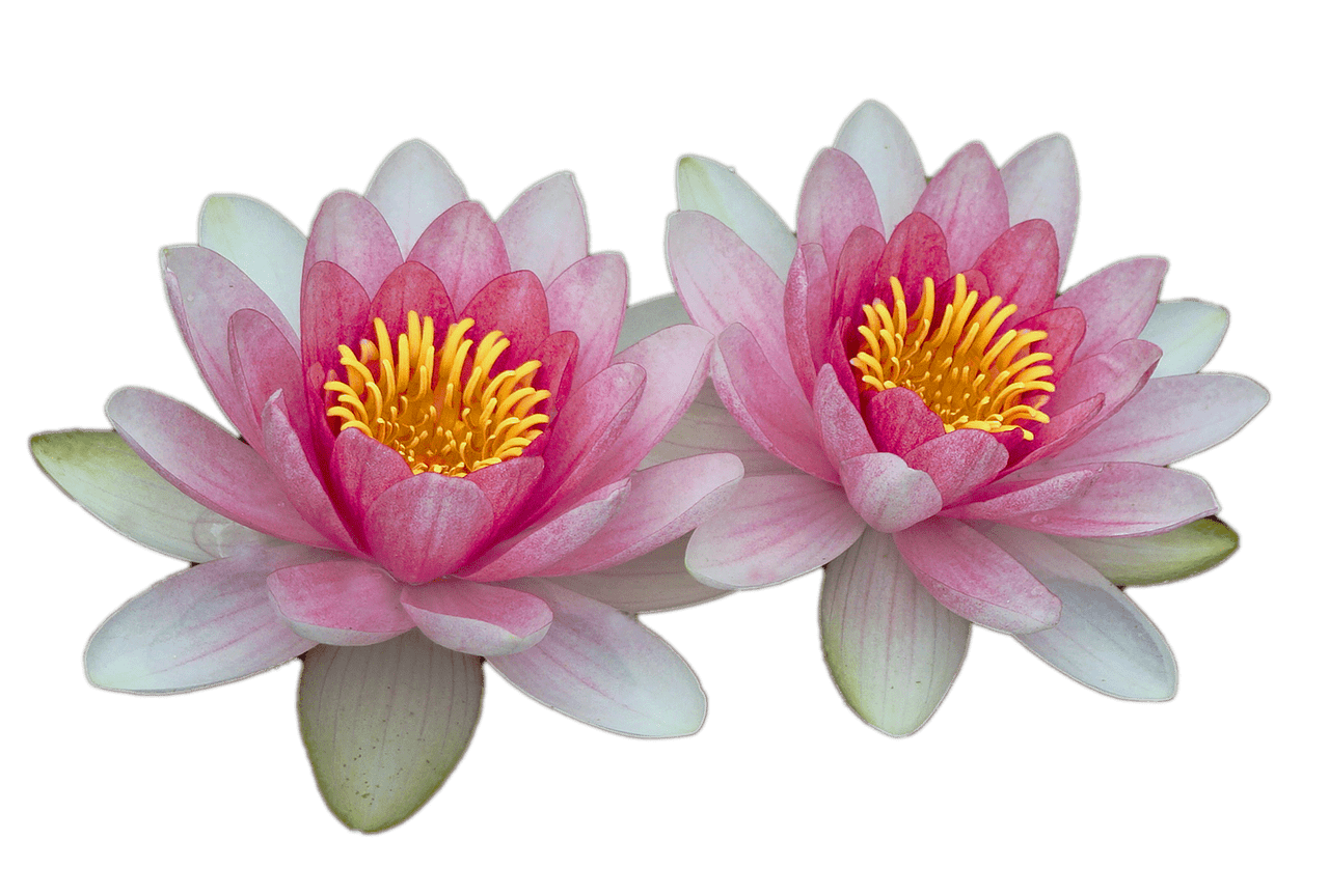 Water Lilies