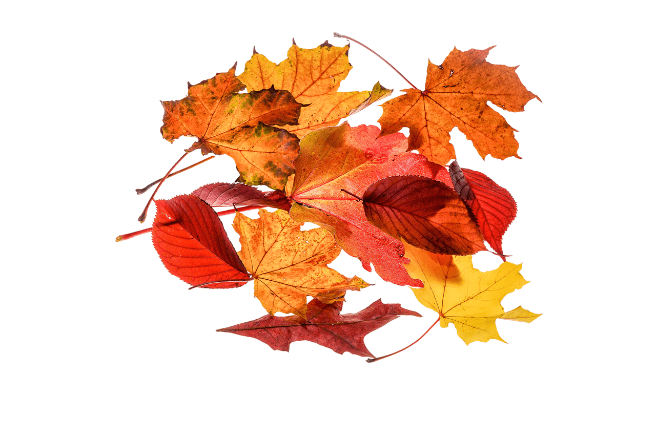 Autumn Leaves Collection