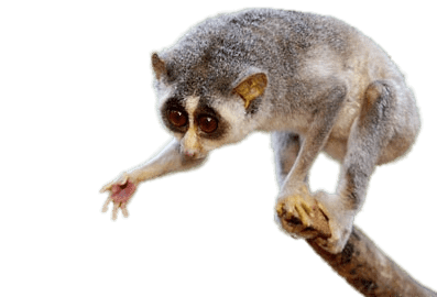 Slow Loris Giving Paw
