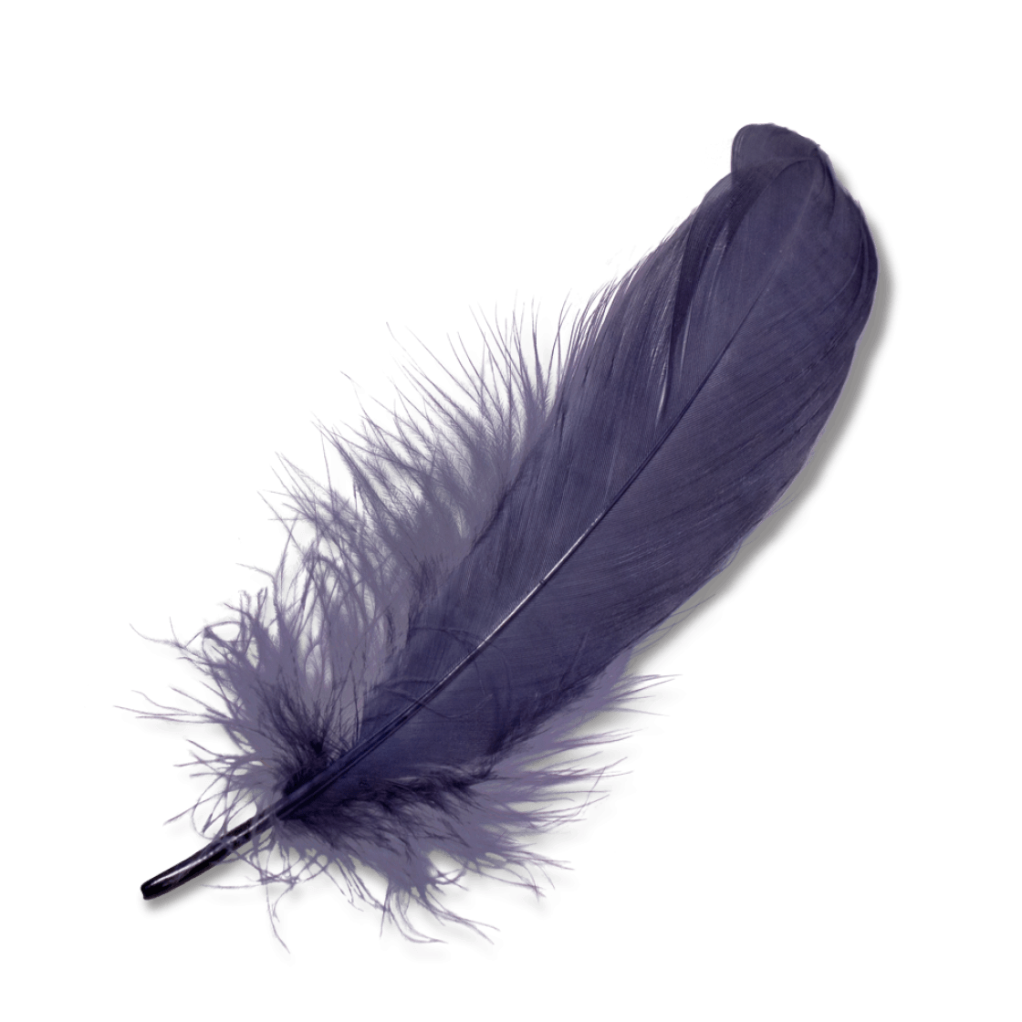 Purple Feather