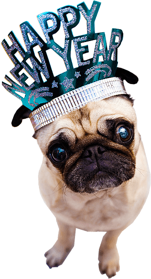 Happy New Year Dog