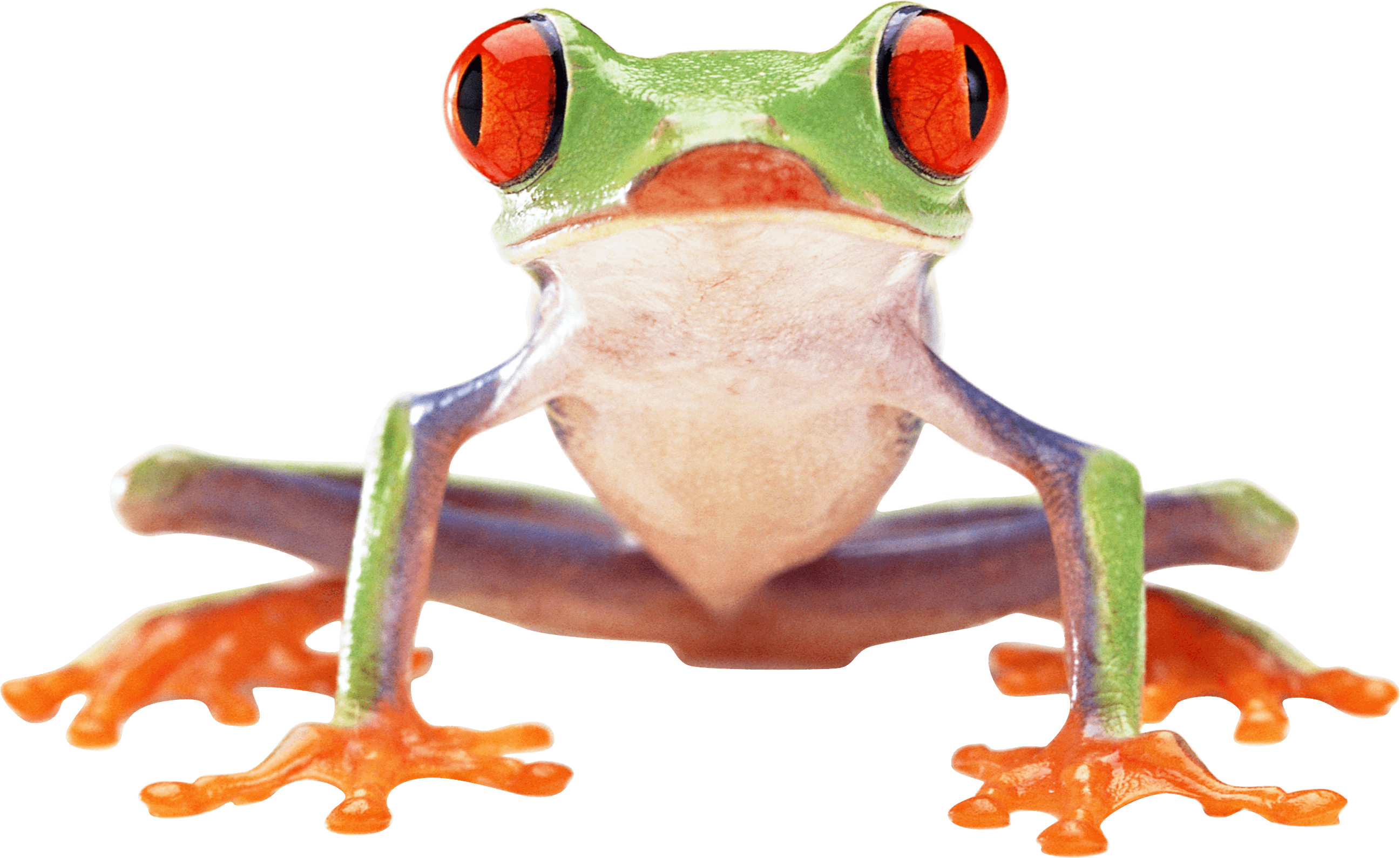 Clown Frog