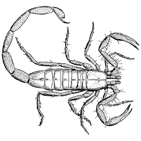 Vintage Scorpion Drawing