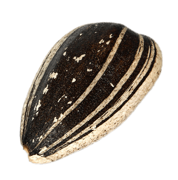 Sunflower Seed In Shell