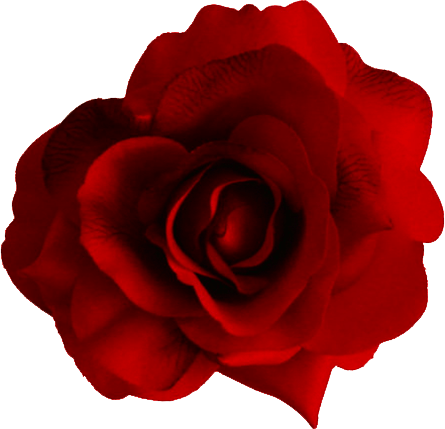 Large Red Rose