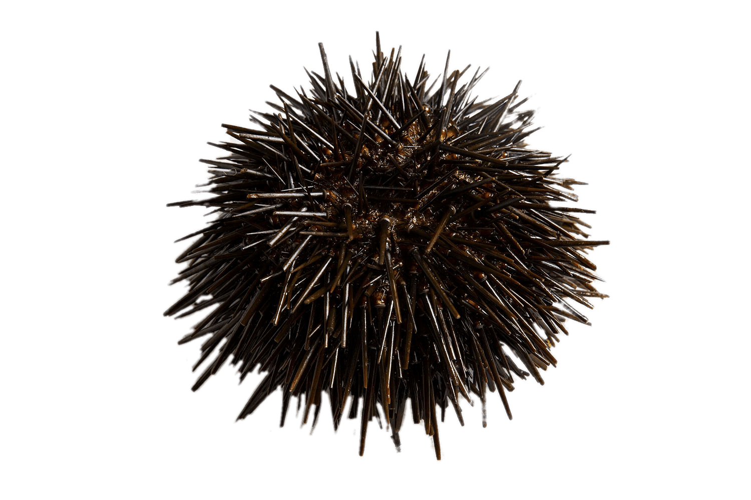 Fresh Sea Urchin