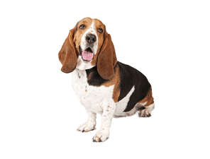 Basset Dog Looking Up Right