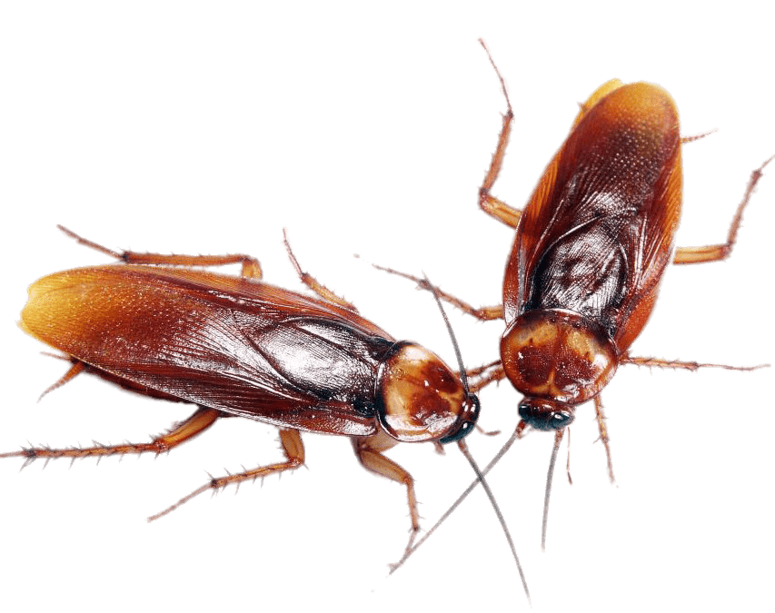 A Couple Of Cockroaches