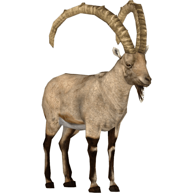 Ibex
