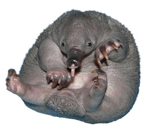 Echidna Baby