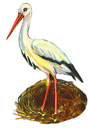 Stork In Nest
