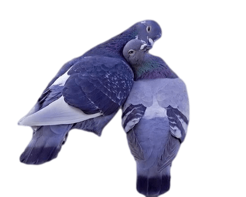 Lovely Pigeons