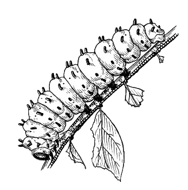 Caterpillar Vintage Drawing