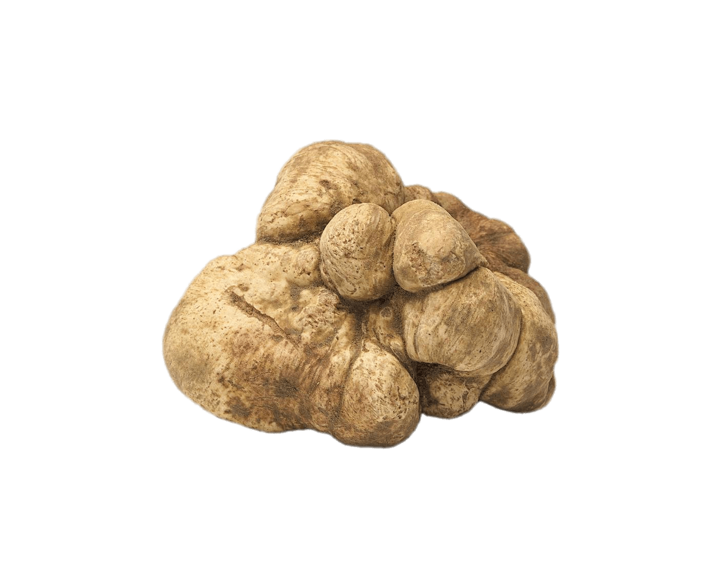 Fresh White Truffle