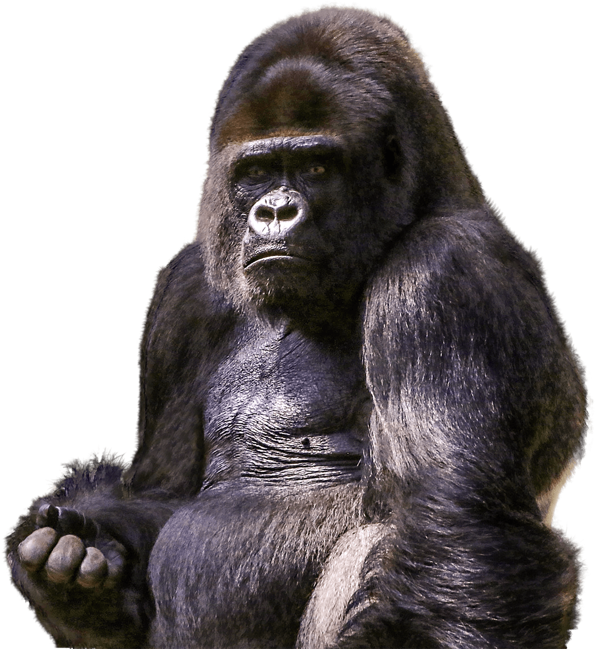 Gorilla Sitting