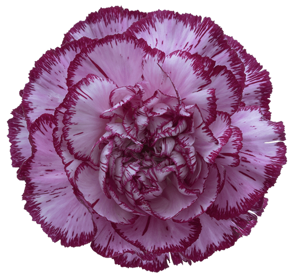 Bacarat Purple Carnation