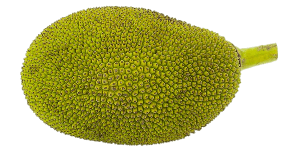 Large Jackfruit