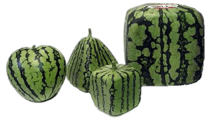 Artificially Shaped Watermelons