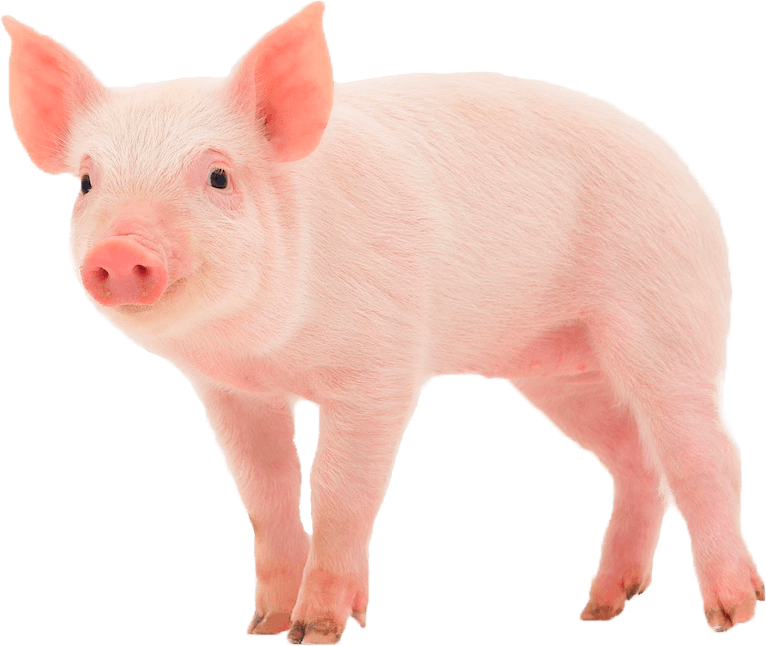 Pig