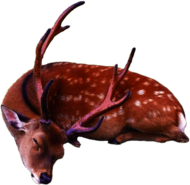 Sleeping Deer