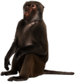 Sitting Baboon