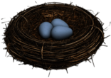 Eggs In Bird Nest