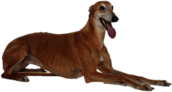 Greyhound Lying Down