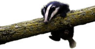 Young Badger Climbing on Log