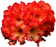 Bicoloured Rhododendron