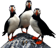 Three Puffins on A Rock