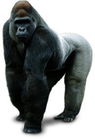 Gorilla Silver Back