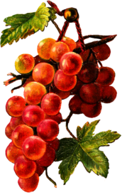 Gold Red Grapes Vine