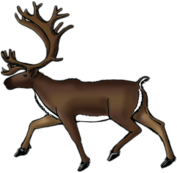 Reindeer (Caribou) Drawing
