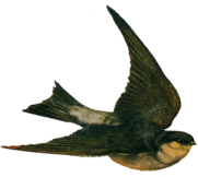 Vintage Bird Illustration