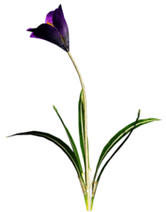 Crocus Purple Flower