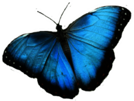 Blue Butterfly