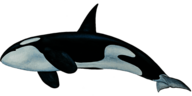 Killer Whale Bottom