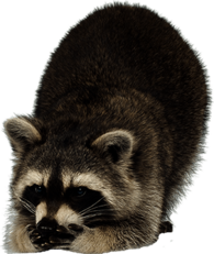 Raccoon Looking Down Left